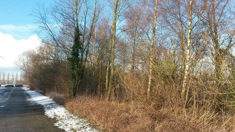 NISSAN parkeerplaats bomen